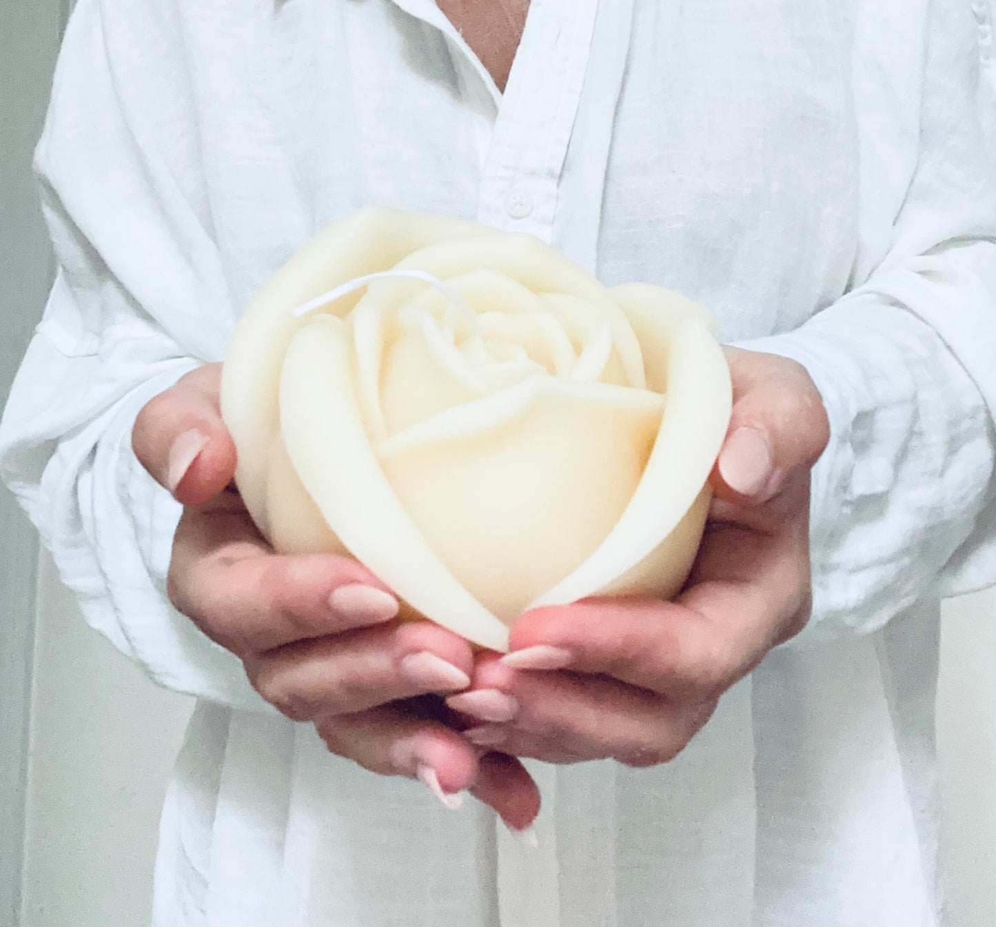 Large Rose In Bloom